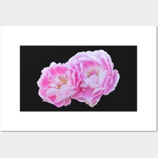 Pink and White Bicolor Roses Posters and Art